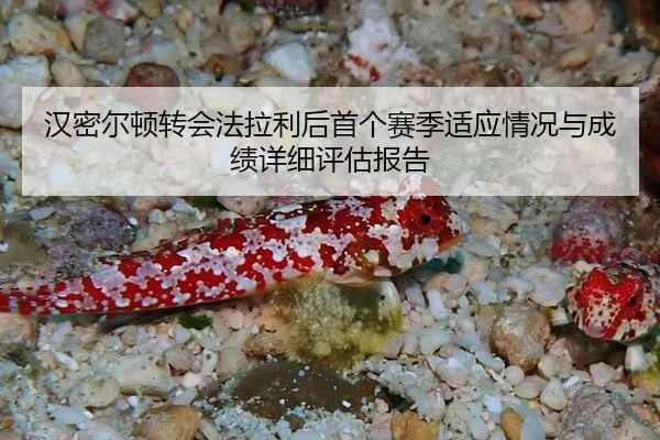 汉密尔顿转会法拉利后首个赛季适应情况与成绩详细评估报告